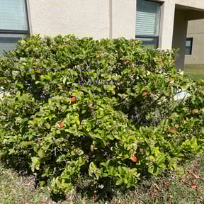 Bush Trimming by Biggstrik3r landscaping and pressure washing LLC reviewed on August 20, 2025