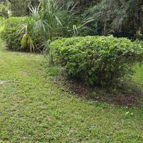 Bush Trimming by Terra Fate Lawncare &amp; Landscape Restoration reviewed on November 23, 2025