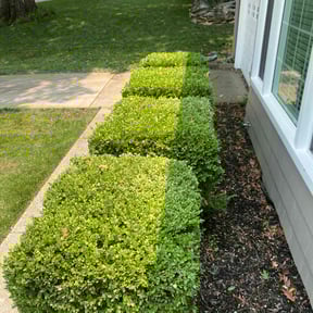 Bush Trimming by J&D mowing reviewed on August 18, 2025