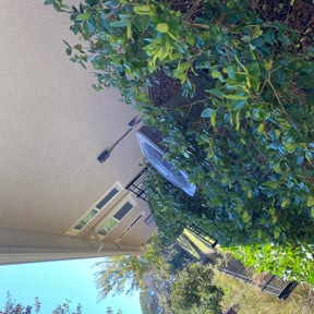Bush Trimming by R & C Properties reviewed on August 16, 2025