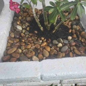 Flower Bed Weeding by Solid landscaping reviewed on August 13, 2025