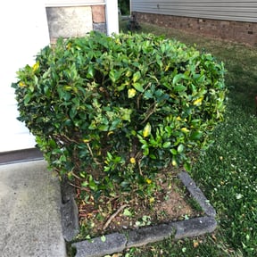 Bush Trimming by Derek Young Trust reviewed on August 15, 2025