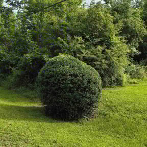 Bush Trimming by Supaman lawncare reviewed on August 20, 2025