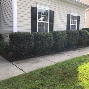 Bush Trimming by Montour Xpress reviewed on August 16, 2025