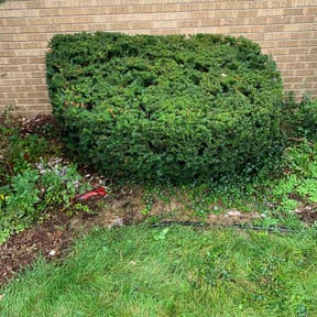 Bush Trimming by Meridian Management Group LLC reviewed on August 18, 2025