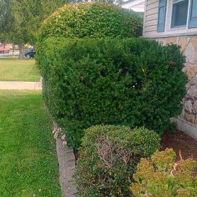 Bush Trimming by Maximum Lawn Care reviewed on October 18, 2025