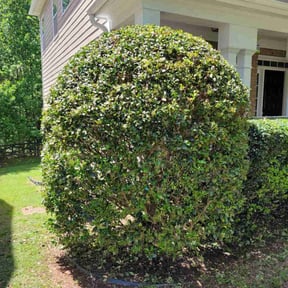 Bush Trimming by JD HARDSCAPES & LANDSCAPING LLC reviewed on August 15, 2025