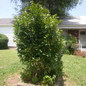 Bush Trimming by RAM Property Management, LLC  reviewed on August 19, 2025