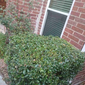 Bush Trimming by R&amp;J landscaping reviewed on November 23, 2025
