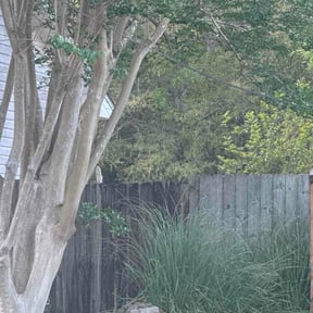 Bush Trimming by Mow Zen reviewed on April 8, 2026