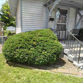 Bush Trimming by Spring lawn care reviewed on August 16, 2025