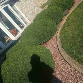 Bush Trimming by RichWood Lawn Services reviewed on November 10, 2025