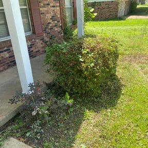 Bush Trimming by Living the Dream Lawn Services LLC reviewed on August 16, 2025