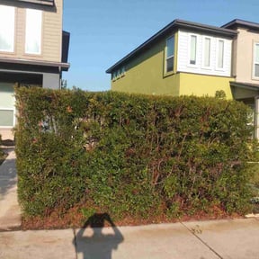 Bush Trimming by Diverse Capital Fence and Lawn Services reviewed on November 7, 2025