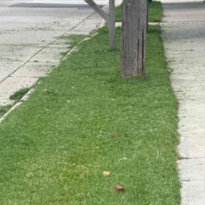 turf maintenance by Zay’s Lawn Services reviewed on May 9, 2024