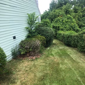 Bush Trimming by El Amigo Landscaping reviewed on August 15, 2025