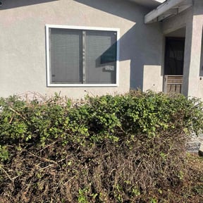 Bush Trimming by ClearCoast Lawn Solutions reviewed on November 4, 2025