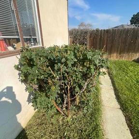 Bush Trimming by GreenBmoreCuts reviewed on January 18, 2026