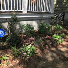 Bush Trimming by Green Pride Landscape Maintenance LLC reviewed on August 15, 2025