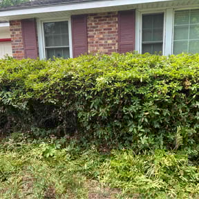 Bush Trimming by K V Lawncare reviewed on August 15, 2025