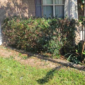 Bush Trimming by Gurvi LLC reviewed on November 21, 2025
