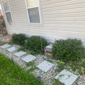 Bush Trimming by Taco Man Lawncare reviewed on August 15, 2025