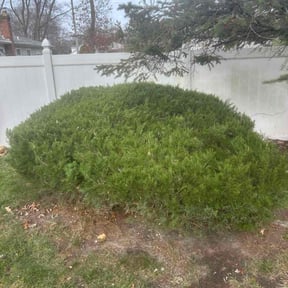 Bush Trimming by TNT landscaping &amp; Lawncare llc reviewed on December 10, 2025