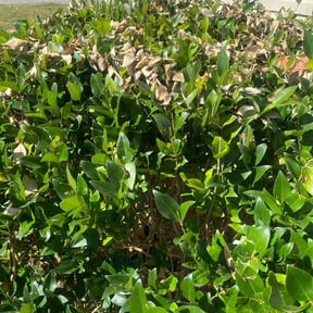 Bush Trimming by Quick Cutz LLC reviewed on October 18, 2025