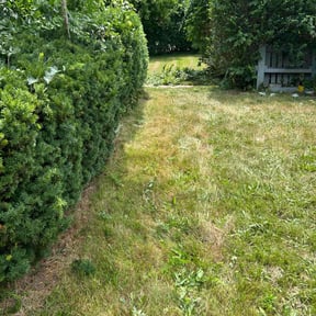 Bush Trimming by Green Light Services reviewed on August 20, 2025