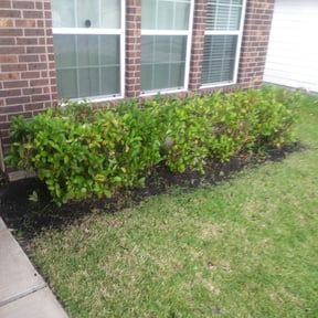 Bush Trimming by Randy's Reliable Handy services reviewed on August 20, 2025