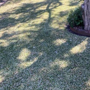 landscaping by Cavender Landscaping reviewed on August 17, 2025