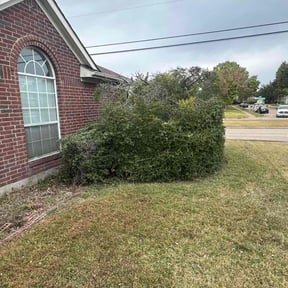 Bush Trimming by GreenRich Landscaping Solutions reviewed on July 25, 2022