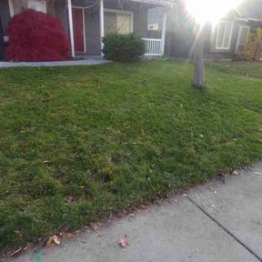 Leaf Removal by Ricky's Lawn care reviewed on November 24, 2025