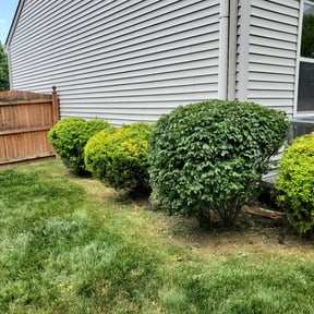 Bush Trimming by Williams lawncare reviewed on August 19, 2025