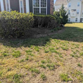 Flower Bed Weeding by Tree o five landscaping llc  reviewed on October 21, 2025