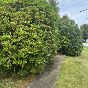 Bush Trimming by Tamula Chery"s Landscaping reviewed on July 19, 2022