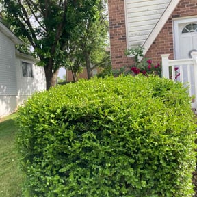 Bush Trimming by John lawns LLC reviewed on August 16, 2025
