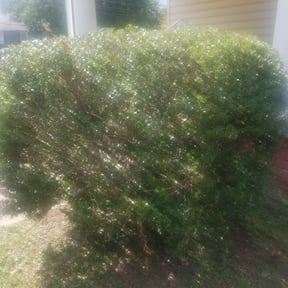 Bush Trimming by Cris Landscaping reviewed on August 19, 2025