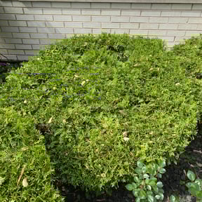 Bush Trimming by Caliber Lawn and Garden reviewed on August 19, 2025