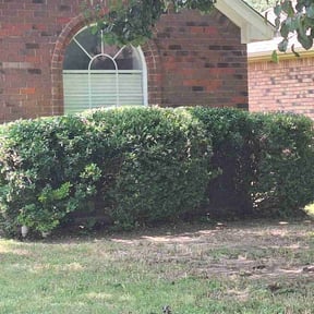 Bush Trimming by Garza Lawn Care Service. reviewed on August 18, 2025