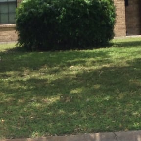 Bush Trimming by Independent Contractor reviewed on August 17, 2025