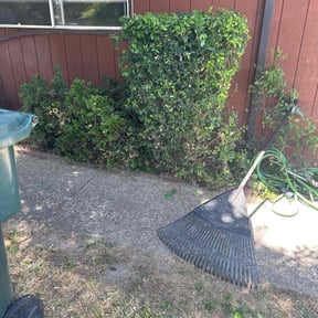 Bush Trimming by Muniz landscaping reviewed on August 18, 2025