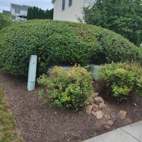 Bush Trimming by Gio Landscaping reviewed on August 17, 2025