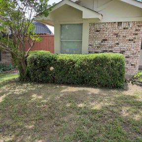 Bush Trimming by Fresh cutts reviewed on August 19, 2025