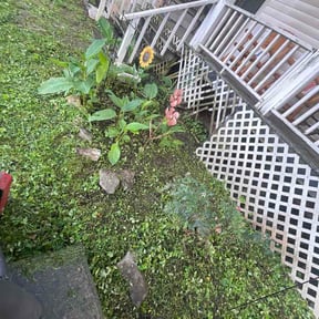 Flower Bed Weeding by USA Lawncare reviewed on July 17, 2026