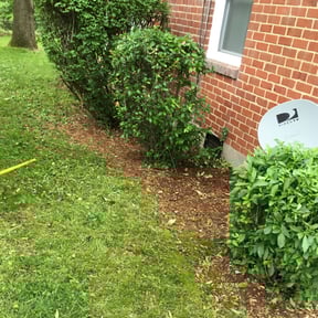 Bush Trimming by Bright Landscaping Services reviewed on August 14, 2025