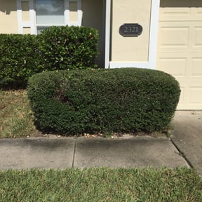 Bush Trimming by Gardner 3 Tools reviewed on January 1, 2023