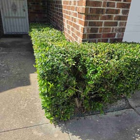 Bush Trimming by Cummings Family Lawn &amp; Landscapping reviewed on July 18, 2026