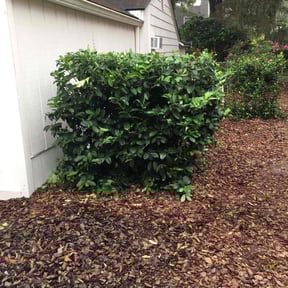 Bush Trimming by Pawpaws lawn care service reviewed on August 20, 2025