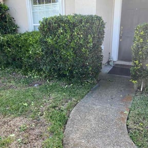 Bush Trimming by Best Value Lawn Care reviewed on August 20, 2025